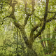 Lost in Green