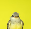 Wild Bird Trading Cards
