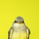 Wild Bird Trading Cards