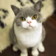 The Cat Api
