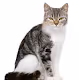 Punk The Cat ! Catch Me If You can ! - old
