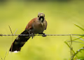 Colorful birds of Costa Rica