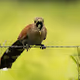 Colorful birds of Costa Rica