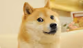Doge Appreciation Collection