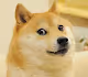 Doge Appreciation Collection