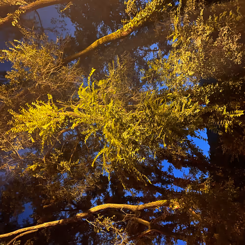 iPhone Photograph