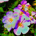 Flowers In Bloom