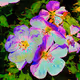 Flowers In Bloom