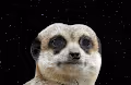 Space animal life