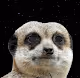 Space animal life