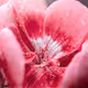 Botanical Dreams