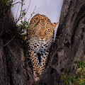 Game face by Vinayak Bhat