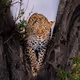 Game face by Vinayak Bhat