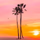 The California Dream Collection