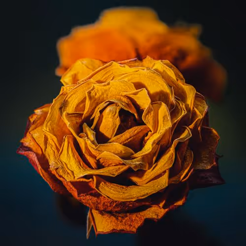 MomentsBySoomre Manifold Collection