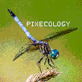 PIXECOLOGY - old