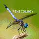 PIXECOLOGY - old