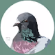 SageyBug's Birds