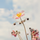 Photographs by Alina Trifan