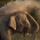 elephant cleaning - old