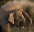 elephant cleaning - old