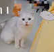 CAT - JJG1KBJL8u