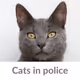 Cats in police