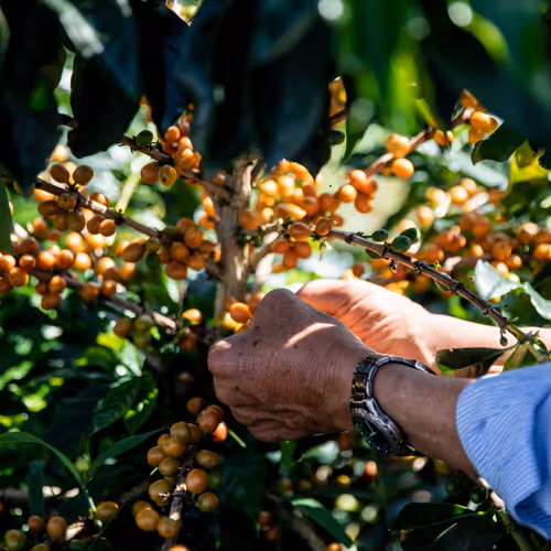Capturing Value in Coffee