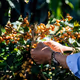 Capturing Value in Coffee