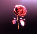 Red Flag Roses