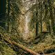 World trees2