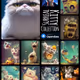 Surreal Kitty Collection