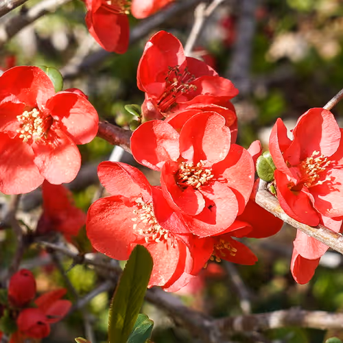 Flowers of the four seasons familiar to Japanese people