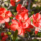 Flowers of the four seasons familiar to Japanese people
