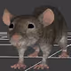 The Rat Boys