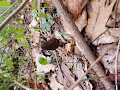 black morels - old