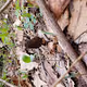 black morels - old