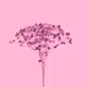 Only Flowers - old V3