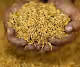 STORY OF THAI RICE - old