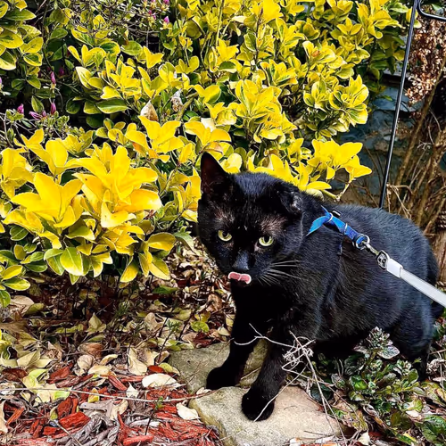 Treasures Of The Kitties