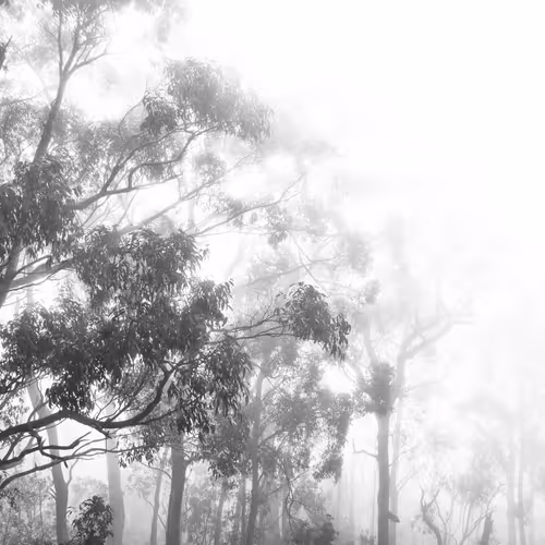 Limited Editions by Benizm