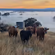 australianphotography