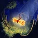 ishwish