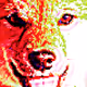 doge1562