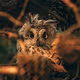 Nature Children`s