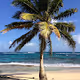 Island Flirtations