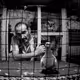 Bird Market Story