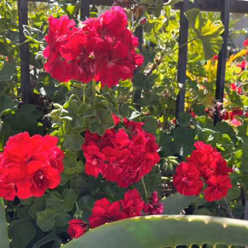 stop & smell the flowers - old