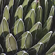 Plants - A Film Collection - old
