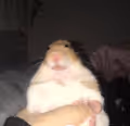 BAD HAMSTER